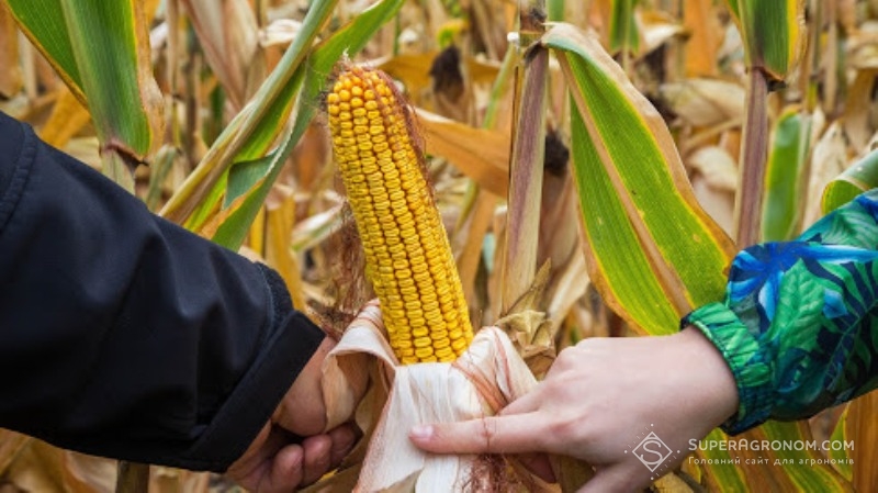 Експедитори на полі оглядають кукурудзу